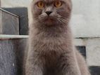British Short Hair Female