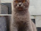 British Short Hair Female