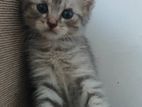 British Short hair female kittan