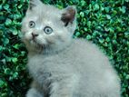British short hair female kitten