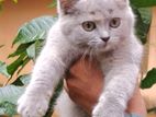 British Short Hair Female Kitten