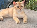 British Short Hair Cat for Crossing