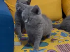 British Short Hair Kittens