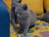 British Short Hair Kittens