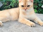 British Short Hair Kitten