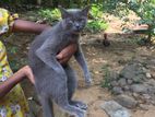 British Short Hair Cat
