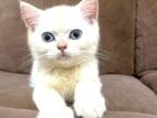 British Short Hair Kitten