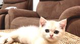 British Short Hair Kitten