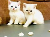 British Short Hair Kitten
