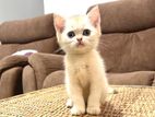 British Short Hair Kitten