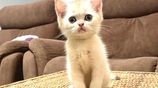 British Short Hair Kitten