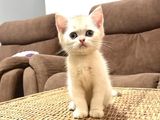 British Short Hair Kitten
