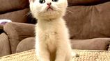 British Short Hair Kitten