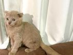 British Short Hair Kitten