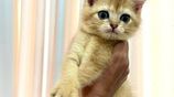 British Short Hair Kittens