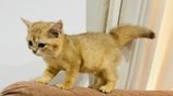 British Short Hair Kittens