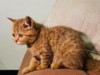 British Short Hair Kittens