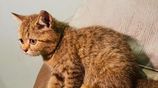 British Short Hair Kittens