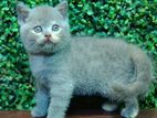 British Short Hair Kitten