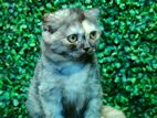 British Short Hair Kitten