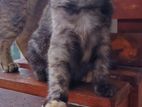 British Short Hair Kitten