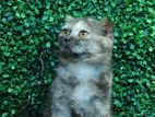 British Short Hair Kitten