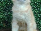 British Short Hair Kitten