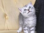 British Shorthair Kitten