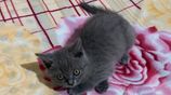 British Short Hair Kittens (BHS)