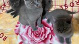 British Short Hair Kittens (BHS)