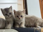 British Short Hair Kittens