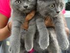 British Short Hair Kittens