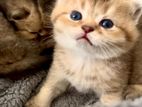 British short hair kittens for sale
