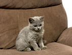British short hair kittens for sale
