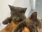 British Short Hair Kittens