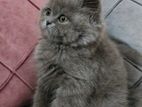 British short hair kittens
