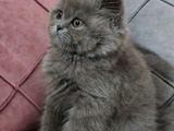 British Short Hair Kittens