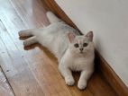 British Short Hair Male Cat