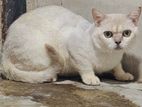 British short hair male kitten
