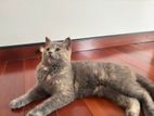 British Short Hair Mixed Cat