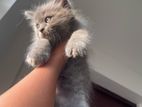 British Short Hair Persian Kitten