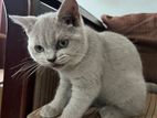British Short Hair Cat