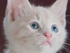 British Short-Haired Persian Kittens