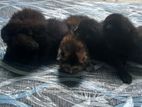 British Shorthair Kittens