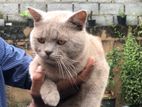 British Shorthair “Breeding Pair”