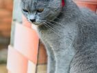 British Shorthair Cat