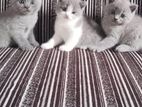British Shorthair Cat