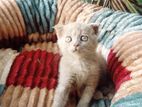 British Shorthair Cat