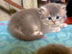 British Shorthair Cat