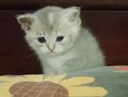 British Shorthair Cat